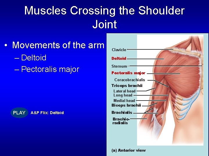Muscles Crossing the Shoulder Joint • Movements of the arm – Deltoid – Pectoralis