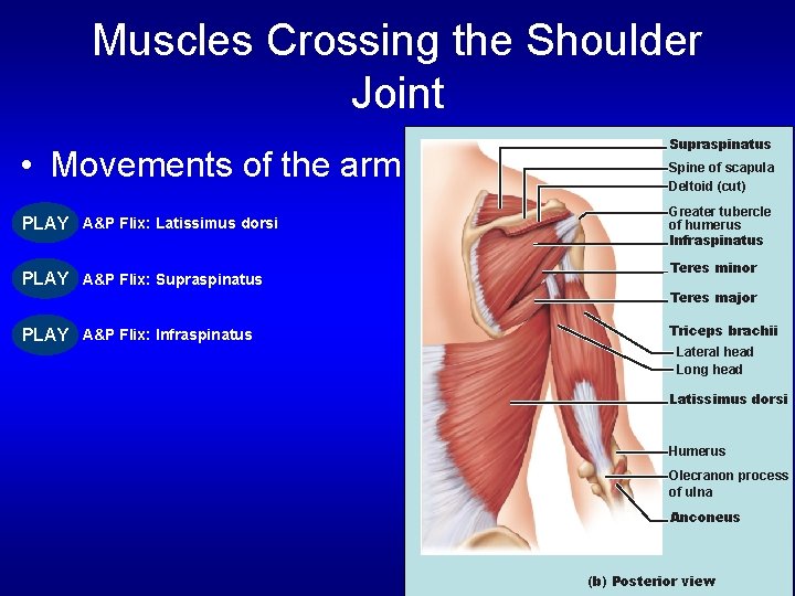 Muscles Crossing the Shoulder Joint • Movements of the arm PLAY A&P Flix: Latissimus