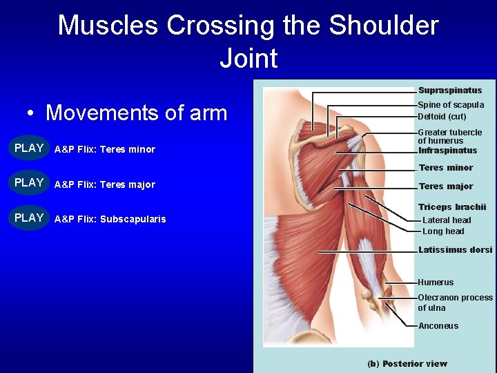 Muscles Crossing the Shoulder Joint Supraspinatus • Movements of arm PLAY A&P Flix: Teres