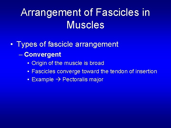 Arrangement of Fascicles in Muscles • Types of fascicle arrangement – Convergent • Origin