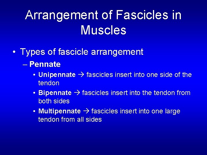 Arrangement of Fascicles in Muscles • Types of fascicle arrangement – Pennate • Unipennate