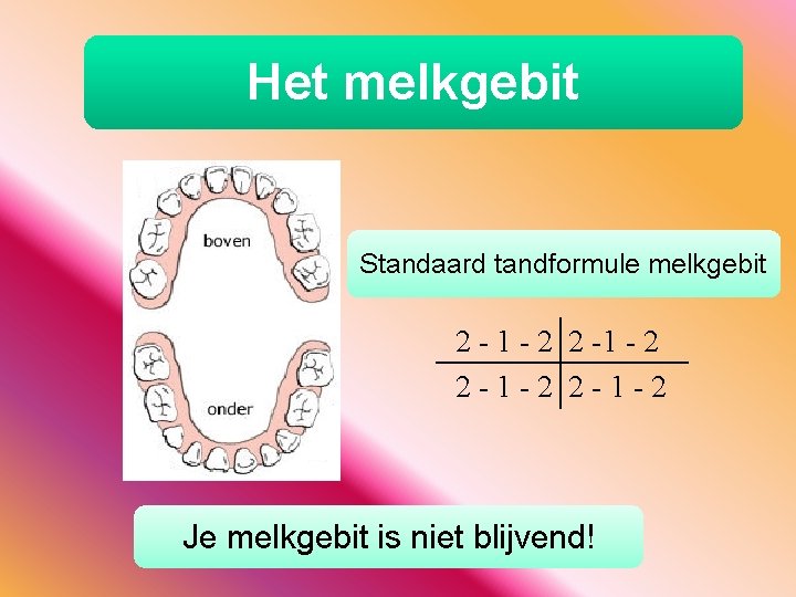 Het melkgebit Standaard tandformule melkgebit 2 - 1 - 2 2 -1 - 2