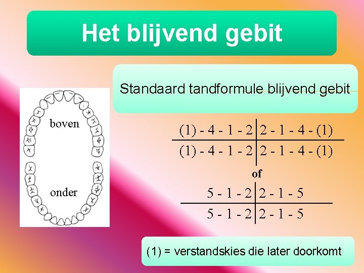 Het blijvend gebit Standaard tandformule blijvend gebit boven (1) - 4 - 1 -