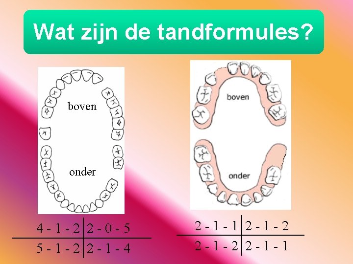 Wat zijn de tandformules? boven onder 4 -1 -2 2 -0 -5 5 -1