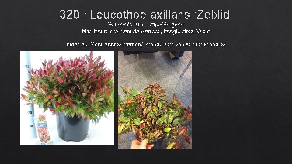 320 : Leucothoe axillaris ‘Zeblid’ Betekenis latijn : Okseldragend blad kleurt ‘s winters donkerrood,