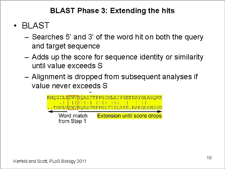 BLAST Phase 3: Extending the hits • BLAST – Searches 5’ and 3’ of