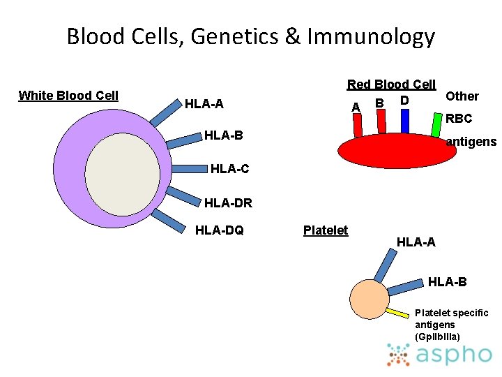 Blood Cells, Genetics & Immunology White Blood Cell HLA-A Red Blood Cell Other D