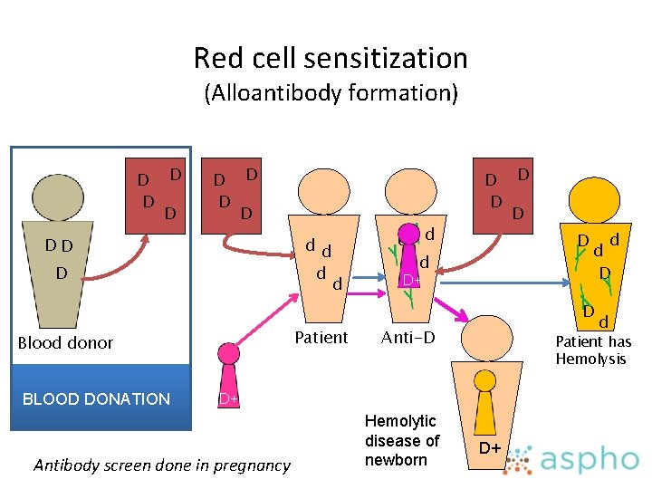 Red cell sensitization (Alloantibody formation) D D D D DD dd d D d