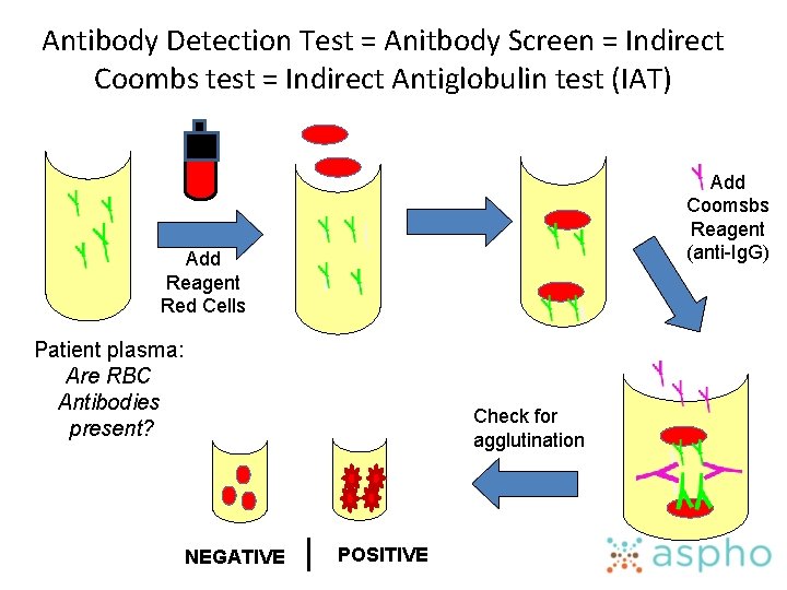 Antibody Detection Test = Anitbody Screen = Indirect Coombs test = Indirect Antiglobulin test