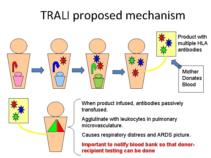 TRALI proposed mechanism Product with multiple HLA antibodies Mother Donates Blood When product infused,