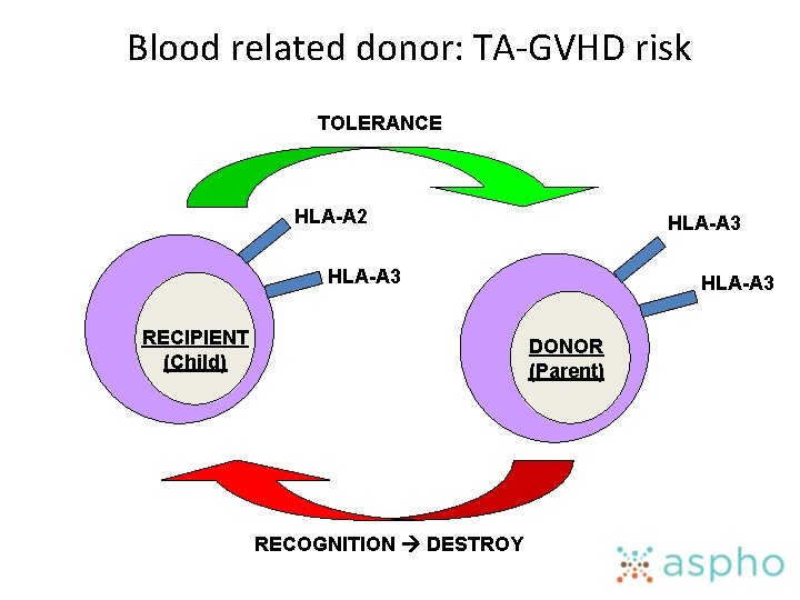 Blood related donor: TA-GVHD risk TOLERANCE HLA-A 2 HLA-A 3 RECIPIENT (Child) HLA-A 3