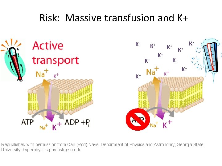 Risk: Massive transfusion and K+ K+ K+ Republished with permission from Carl (Rod) Nave,