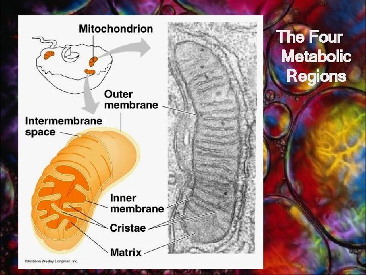 The Four Metabolic Regions 