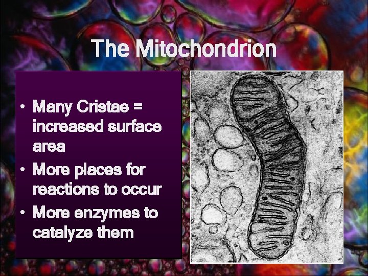 The Mitochondrion • Many Cristae = increased surface area • More places for reactions