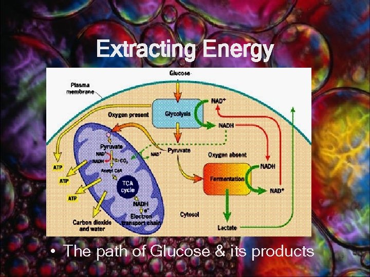 Extracting Energy • The path of Glucose & its products 