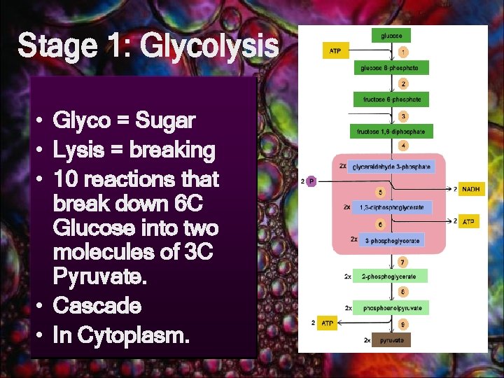 Stage 1: Glycolysis • Glyco = Sugar • Lysis = breaking • 10 reactions