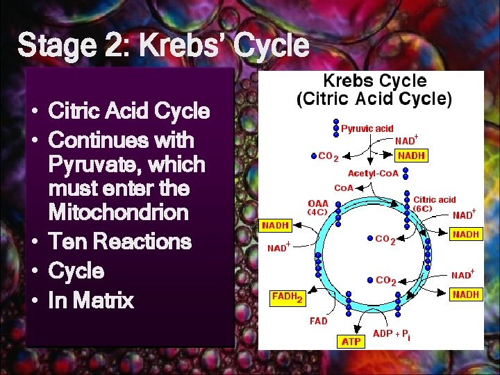 Stage 2: Krebs’ Cycle • Citric Acid Cycle • Continues with Pyruvate, which must