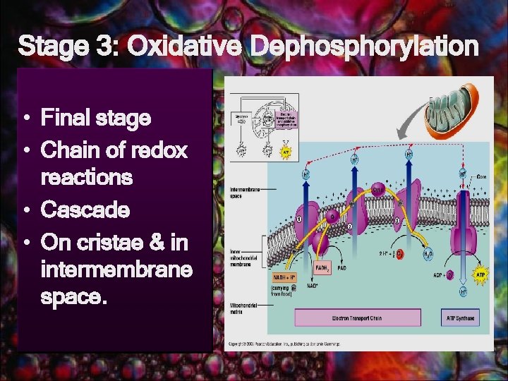 Stage 3: Oxidative Dephosphorylation • Final stage • Chain of redox reactions • Cascade