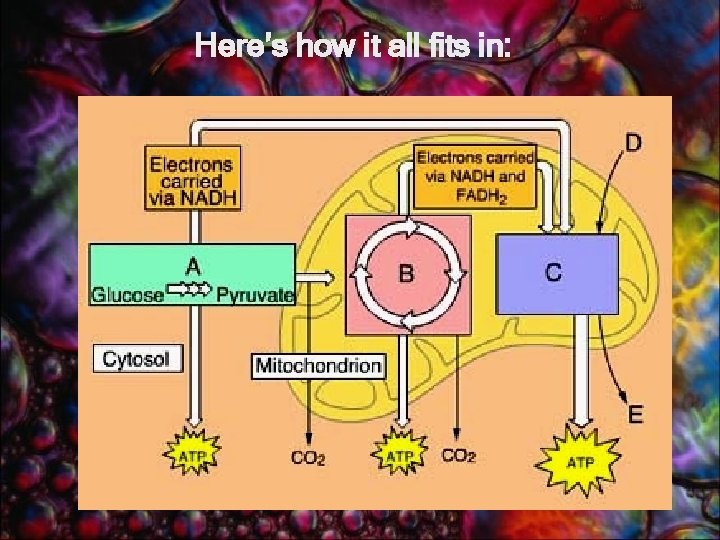 Here’s how it all fits in: 