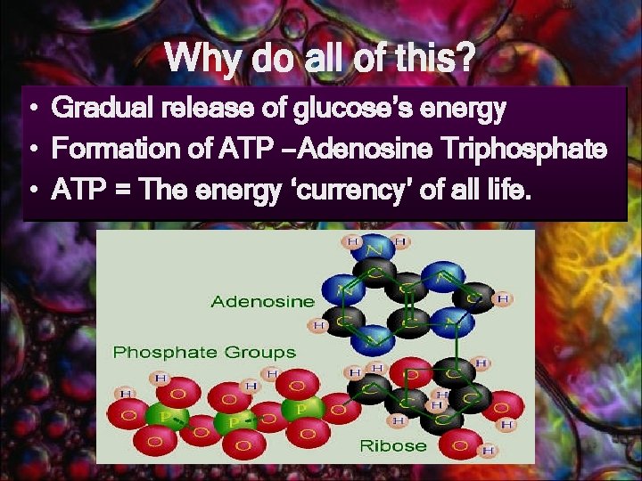 Why do all of this? • Gradual release of glucose’s energy • Formation of
