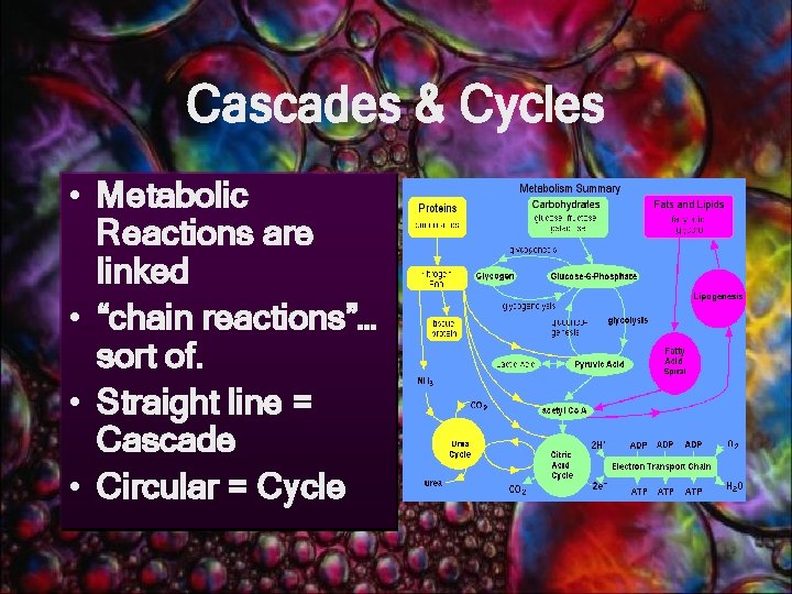 Cascades & Cycles • Metabolic Reactions are linked • “chain reactions”… sort of. •