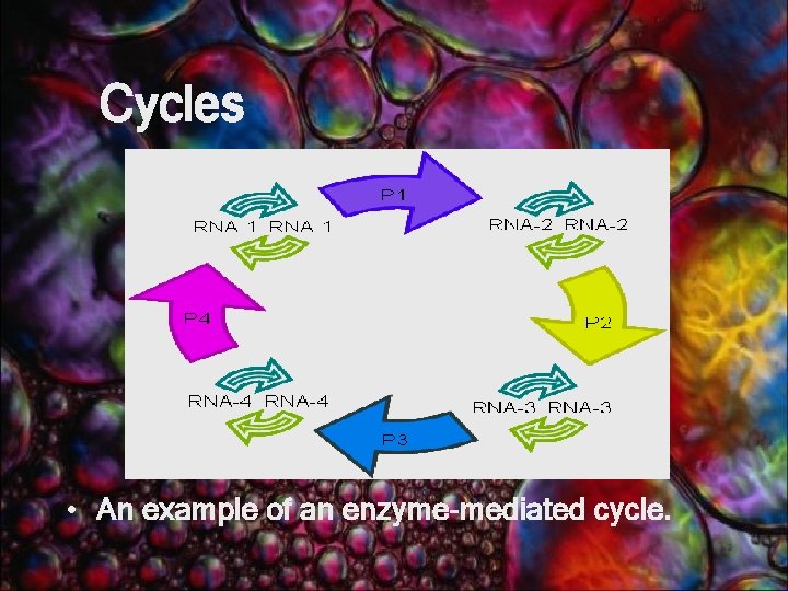 Cycles • An example of an enzyme-mediated cycle. 