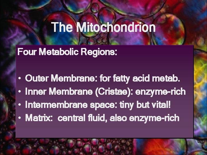 The Mitochondrion Four Metabolic Regions: • • Outer Membrane: for fatty acid metab. Inner