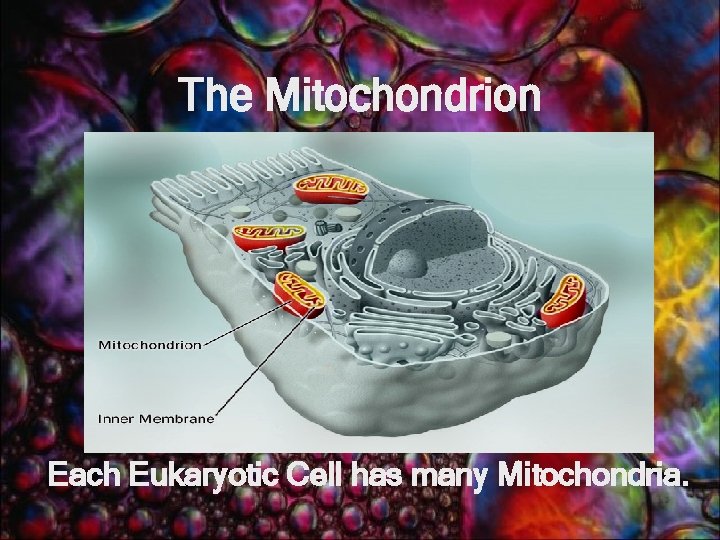 The Mitochondrion Each Eukaryotic Cell has many Mitochondria. 