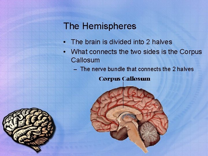 The Hemispheres • The brain is divided into 2 halves • What connects the