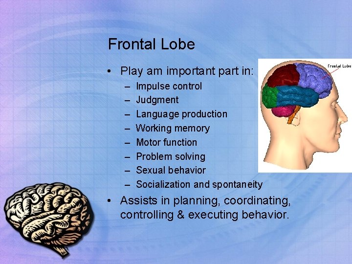 Frontal Lobe • Play am important part in: – – – – Impulse control