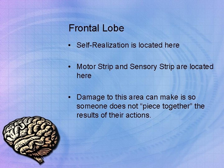 Frontal Lobe • Self-Realization is located here • Motor Strip and Sensory Strip are