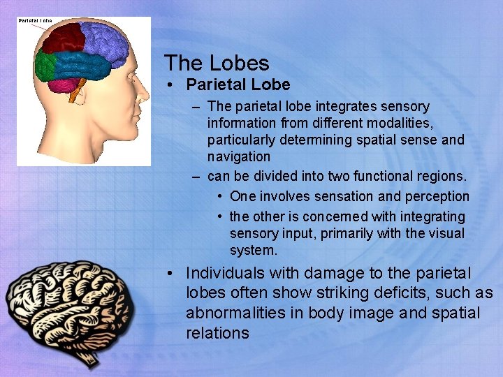 The Lobes • Parietal Lobe – The parietal lobe integrates sensory information from different