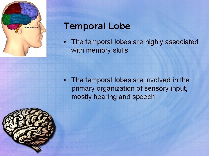 Temporal Lobe • The temporal lobes are highly associated with memory skills • The