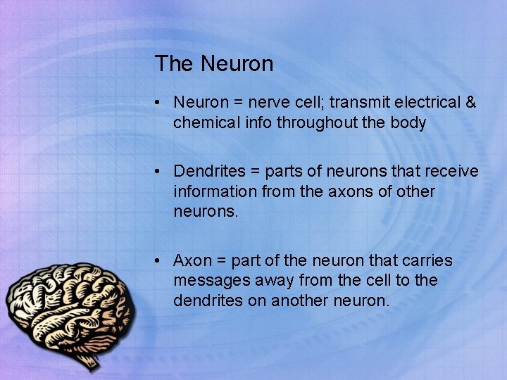 The Neuron • Neuron = nerve cell; transmit electrical & chemical info throughout the