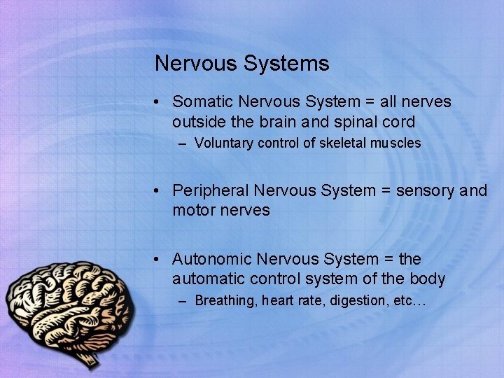 Nervous Systems • Somatic Nervous System = all nerves outside the brain and spinal