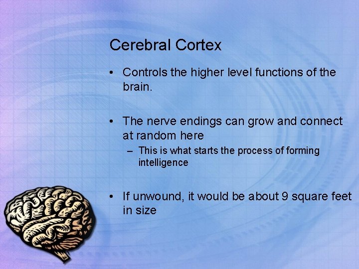 Cerebral Cortex • Controls the higher level functions of the brain. • The nerve