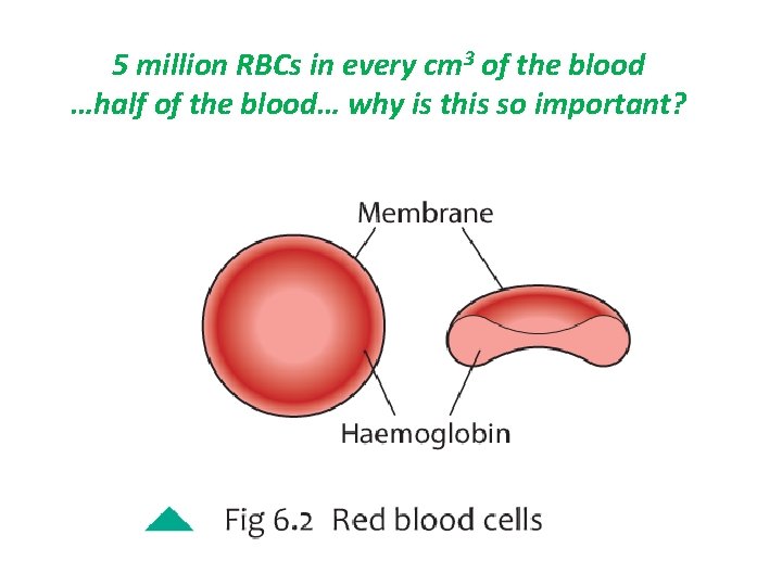 5 million RBCs in every cm 3 of the blood …half of the blood…