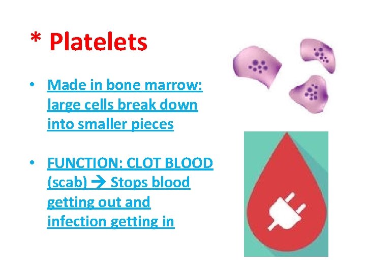 * Platelets • Made in bone marrow: large cells break down into smaller pieces