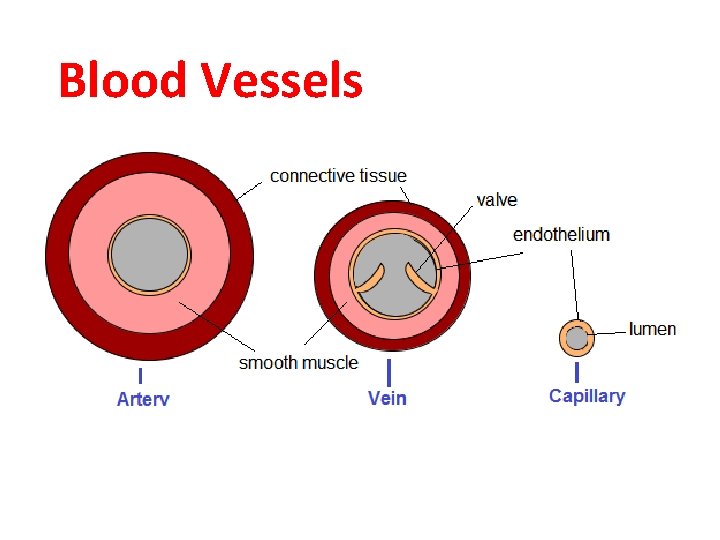 Blood Vessels 