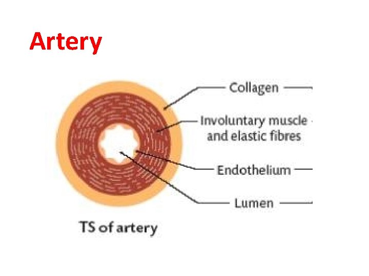 Artery 