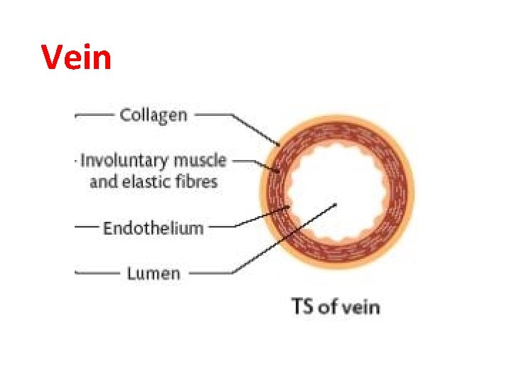 Vein 