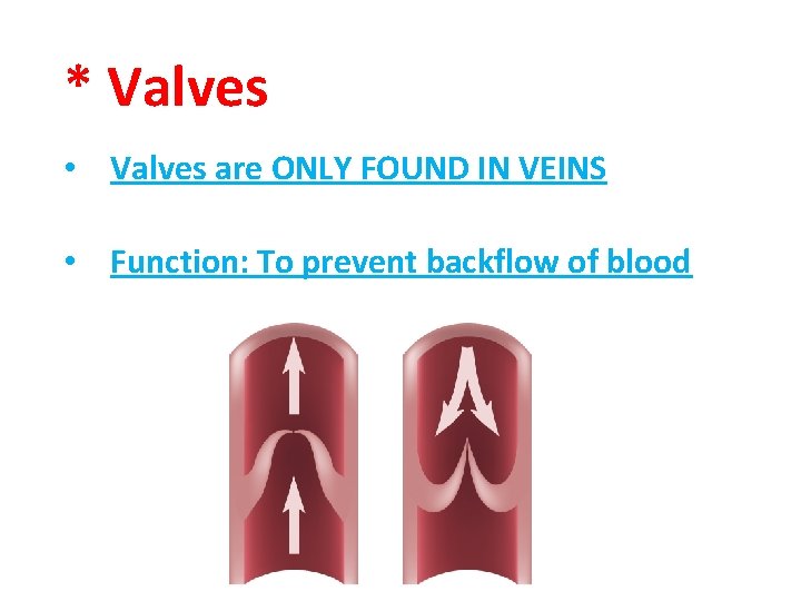 * Valves • Valves are ONLY FOUND IN VEINS • Function: To prevent backflow