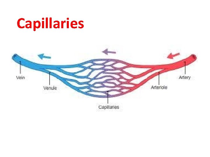 Capillaries 