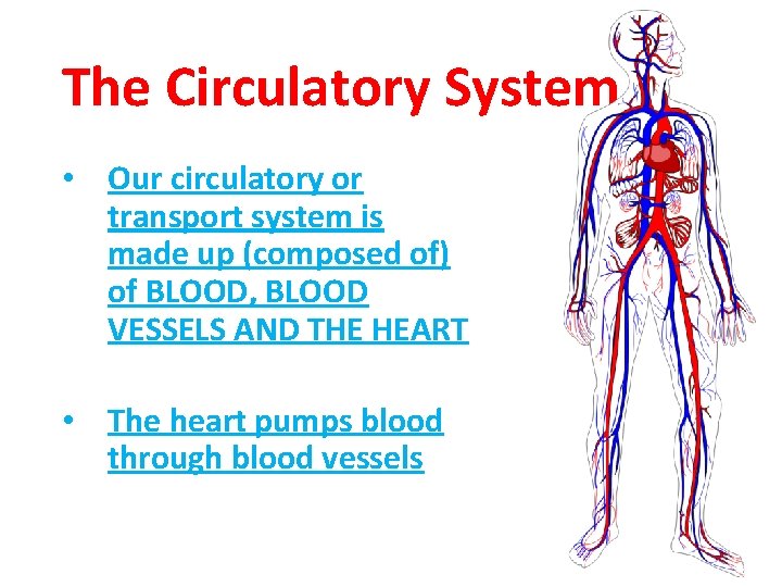 The Circulatory System • Our circulatory or transport system is made up (composed of)