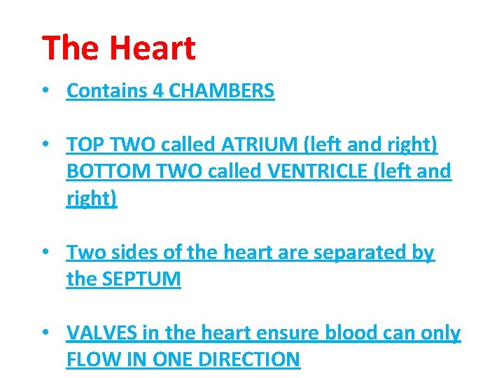 The Heart • Contains 4 CHAMBERS • TOP TWO called ATRIUM (left and right)