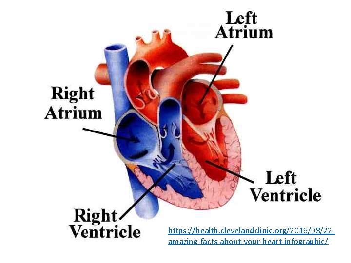 https: //health. clevelandclinic. org/2016/08/22 amazing-facts-about-your-heart-infographic/ 