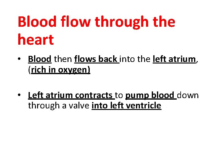 Blood flow through the heart • Blood then flows back into the left atrium,