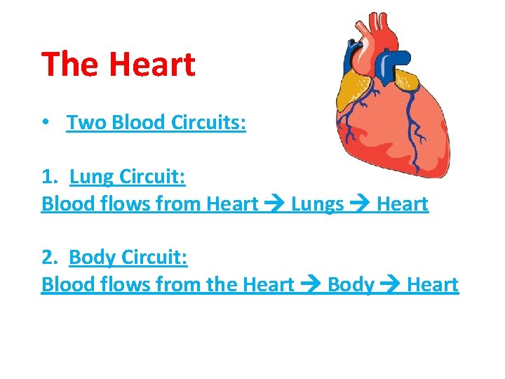 The Heart • Two Blood Circuits: 1. Lung Circuit: Blood flows from Heart Lungs