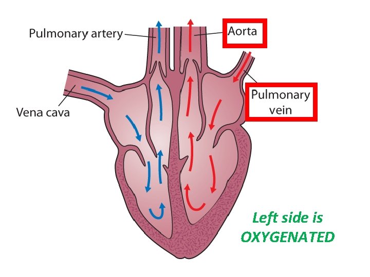 Left side is OXYGENATED 