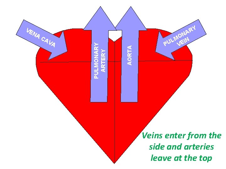 Y CA VA AORTA NA PULMONARY ARTERY VE AR N MO IN L PU